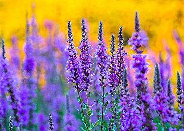 “从来没说过” 《红色沙漠》开发商澄清发售日传闻