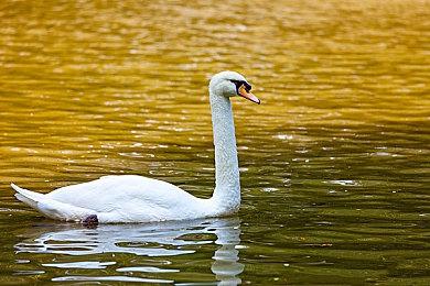 GOG梦想清单计划成果 《龙战士4》回归现代PC平台